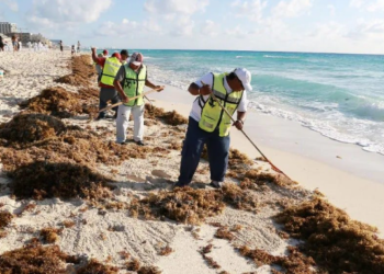 Sargazo en el Caribe mexicano alcanza 68 mil toneladas
