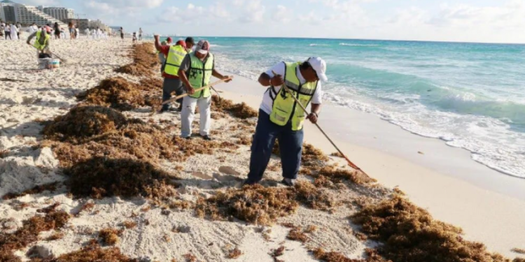 Sargazo en el Caribe mexicano alcanza 68 mil toneladas