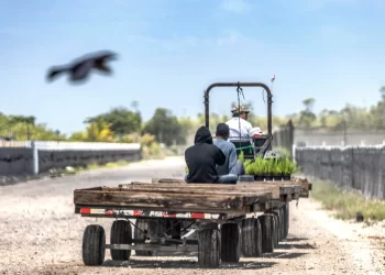Trump reconoce que trabajadores migrantes que expulsa son difíciles de reemplazar