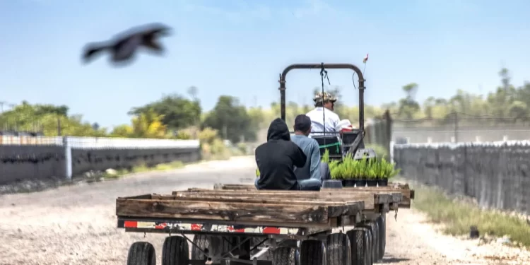 Trump reconoce que trabajadores migrantes que expulsa son difíciles de reemplazar
