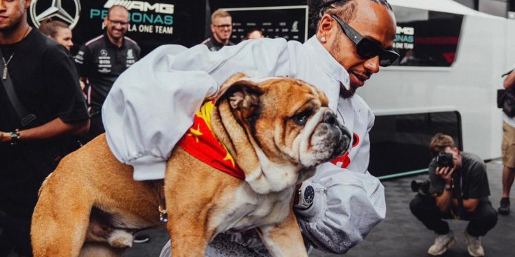 Roscoe, perro de Lewis Hamilton, muere tras lucha médica