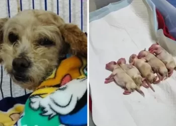 Perrita rescatada tras explosión Iztapalapa lucha por su vida