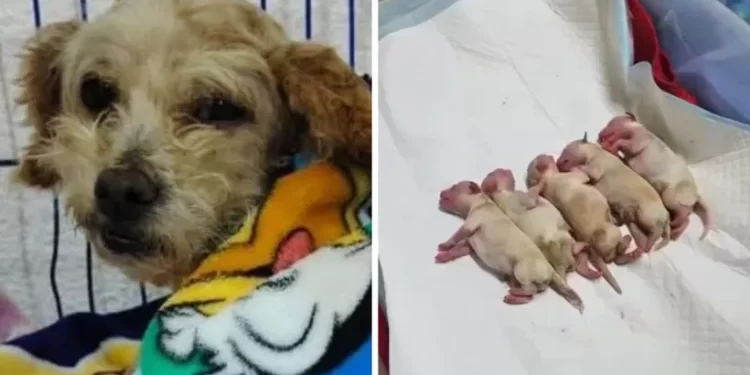 Perrita rescatada tras explosión Iztapalapa lucha por su vida