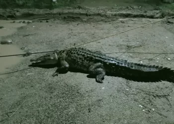 Capturan cocodrilo de 3 metros en vivienda de Lázaro Cárdenas, Michoacán