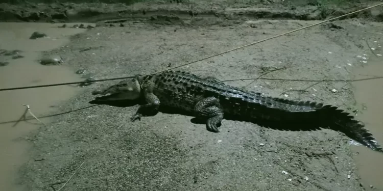 Capturan cocodrilo de 3 metros en vivienda de Lázaro Cárdenas, Michoacán