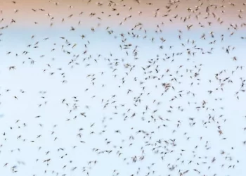 Detectan peligroso mosquito invasor en Yucatán que podría desatar brotes de dengue y Zika