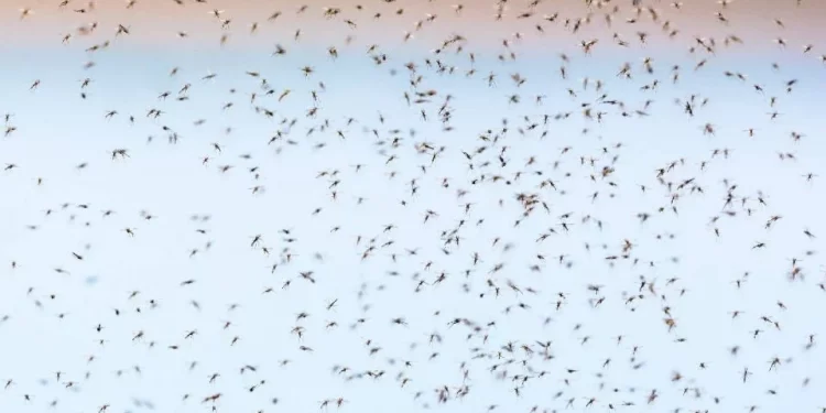 Detectan peligroso mosquito invasor en Yucatán que podría desatar brotes de dengue y Zika