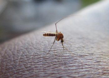 Mosquitos aparecen por primera vez en Islandia