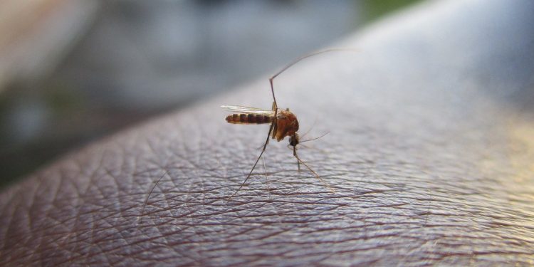 Mosquitos aparecen por primera vez en Islandia
