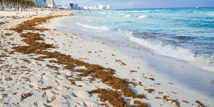Sargazo en Quintana Roo disminuye 95% tras temporada crítica