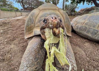 Fallece Gramma, la histórica tortuga de Galápagos de 141 años en San Diego