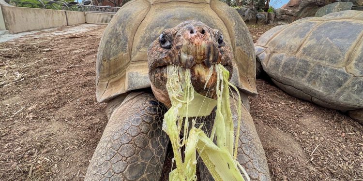 Fallece Gramma, la histórica tortuga de Galápagos de 141 años en San Diego