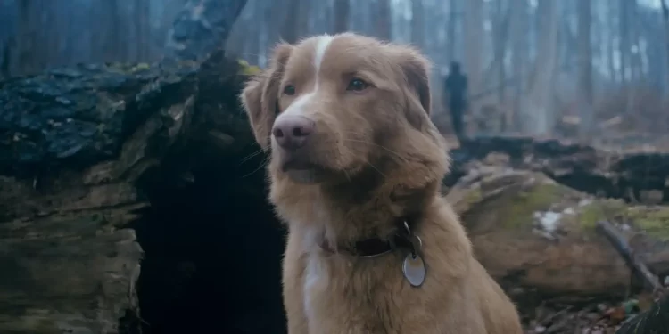 Indy, el adorable protagonista de Good Boy, compite por un premio en los Astra Film Awards 2026