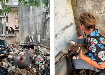 Rescatan a seis perros en Cancún: había tres cachorros
