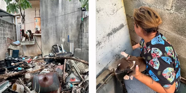 Rescatan a seis perros en Cancún: había tres cachorros