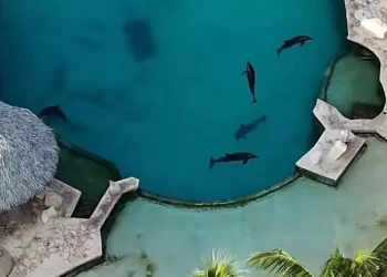 Cancún: autoridades inspeccionan delfines en Ventura Park