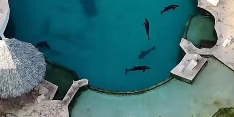 Cancún: autoridades inspeccionan delfines en Ventura Park
