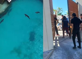 Tras señalamientos en redes, revisan estado de delfines en Cancún
