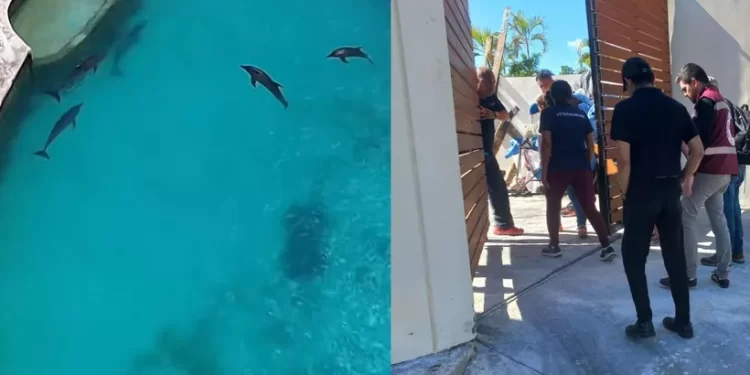 Tras señalamientos en redes, revisan estado de delfines en Cancún