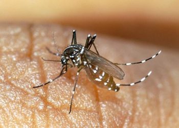 Detectan primer caso de chikungunya en Yucatán después de siete años