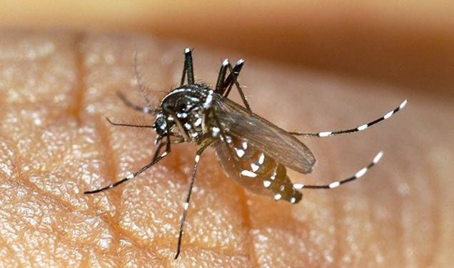 Detectan primer caso de chikungunya en Yucatán después de siete años