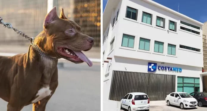 Pitbull se suelta y ataca a familia; dos niñas y su padre acaban en el hospital