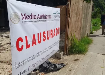 Profepa clausura desmonte de selva en Playa del Carmen
