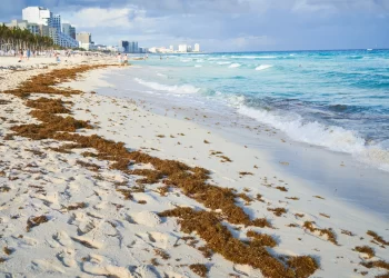 Aumenta el sargazo en playas de Cancún por frentes fríos