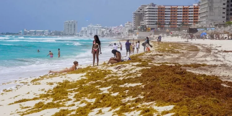 Cancún refuerza estrategia contra el sargazo con 7 mil 500 metros de barreras