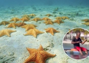 Refuerzan vigilancia por extracción ilegal de estrellas de mar en Q. Roo