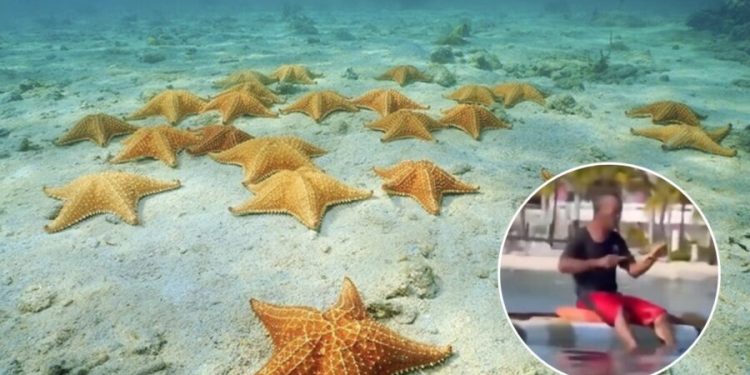 Refuerzan vigilancia por extracción ilegal de estrellas de mar en Q. Roo