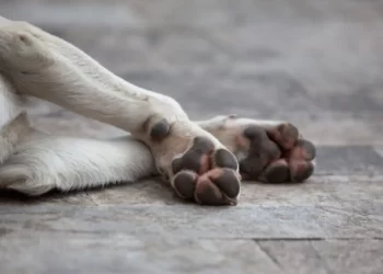 Envenenan a más de 20 perros en Gómez Palacio, Durango