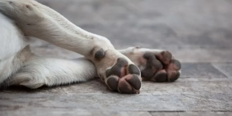 Envenenan a más de 20 perros en Gómez Palacio, Durango