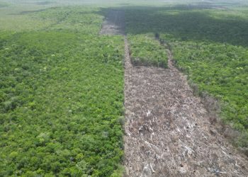 Alarmante pérdida de vegetación en la Península: hasta 80 mil hectáreas al año