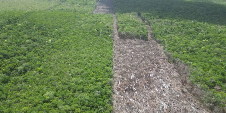 Alarmante pérdida de vegetación en la Península: hasta 80 mil hectáreas al año