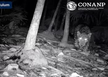 Registran avistamiento de jaguar en Tulum gracias a cámara trampa