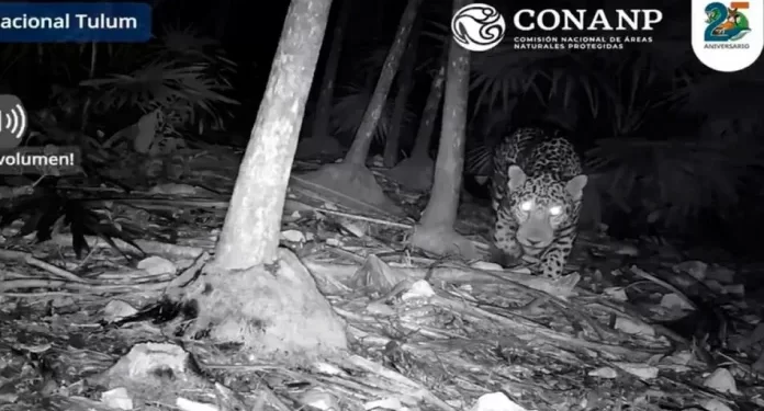Registran avistamiento de jaguar en Tulum gracias a cámara trampa