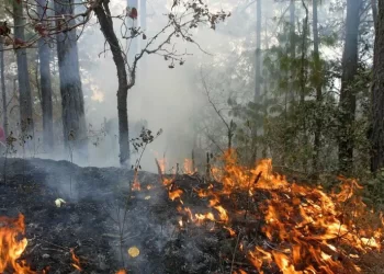 Quemas clandestinas ponen en riesgo la selva de Cancún