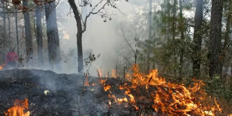 Quemas clandestinas ponen en riesgo la selva de Cancún