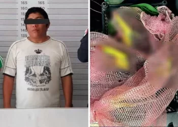 Tulum: detienen a hombre por transportar tucanes silvestres ilegalmente