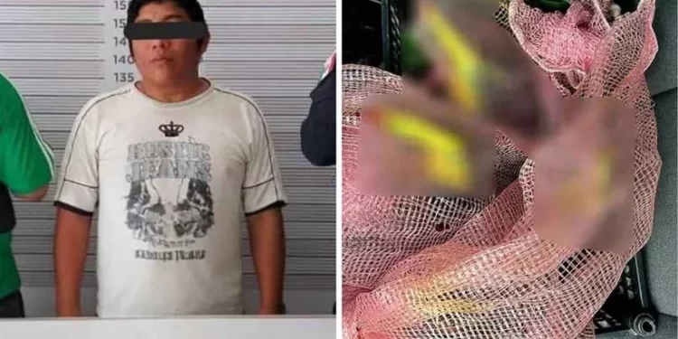 Tulum: detienen a hombre por transportar tucanes silvestres ilegalmente