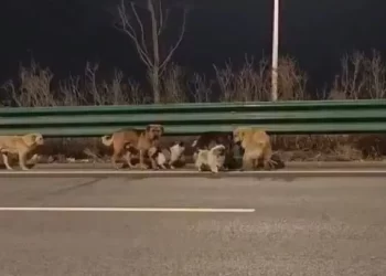 VIDEO: Siete perros escapan de un camión y recorren 17 km para volver a casa