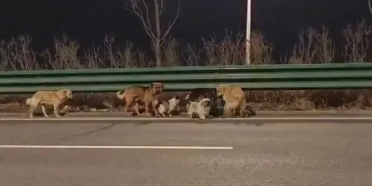 VIDEO: Siete perros escapan de un camión y recorren 17 km para volver a casa