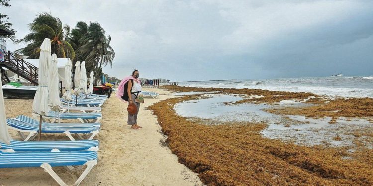 Instalan nuevas estaciones para medir el impacto del sargazo en Quintana Roo