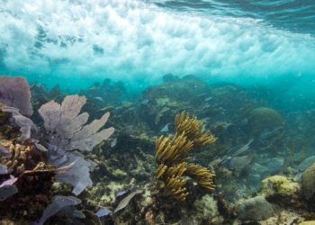 Quintana Roo destinará más de 8 mdp para restaurar arrecifes durante 2026