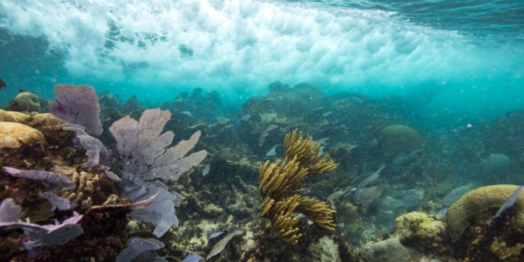 Quintana Roo destinará más de 8 mdp para restaurar arrecifes durante 2026