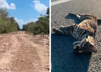 Muerte de ocelote enciende alerta ambiental en Playa