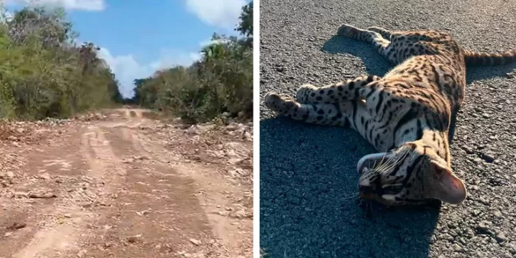 Muerte de ocelote enciende alerta ambiental en Playa