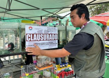 Autoridades aseguran cocodrilo y animales exóticos en la 100