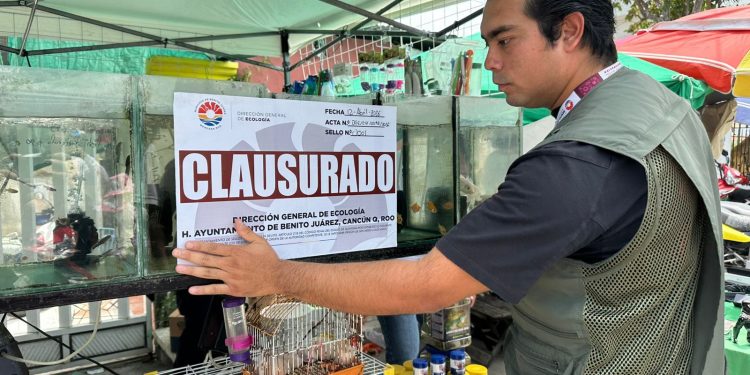 Autoridades aseguran cocodrilo y animales exóticos en la 100